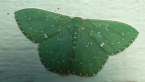 Geometrid Moth
