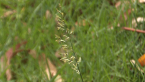 Lovegrass