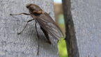 Soldier Fly