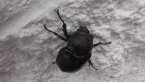 Brown Rhinoceros Beetle