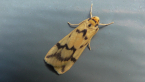 Alternating Footman