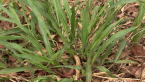 Vaseygrass