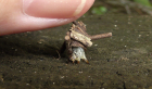 Log Cabin Case Moth