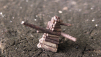 Log Cabin Case Moth
