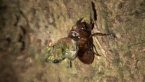 Cicada