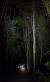 Lofty Understorey
