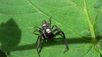 Jumping Spider