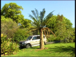 Cycad