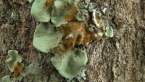 Lichen on a Tree