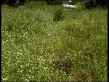 Meadow Grass