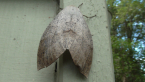 Fallen Bark Looper Moth