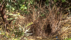 Wrecked Bower
