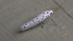 Ermine Moth
