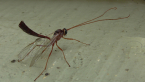 Ichneumonid Wasp