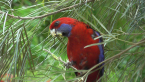 Crimson Rosella