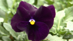 Pansy