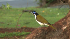 Blue-faced Honeyeater