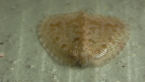 Silky Lacewing