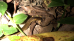 Dwarf Crowned Snake