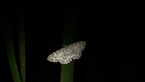 Geometrid Moth