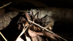 Brisbane Tube Spider