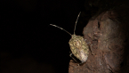 Zebra Shield Bug