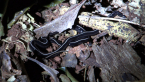 Blue Garden Flatworm