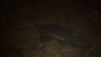 Freshwater Catfish