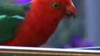 Male King Parrot