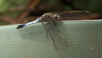 Blue Skimmer Dragonfly