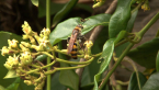 Unidentified Bee