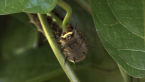 Richmond Birdwing Larva