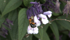 Blue-banded Bee