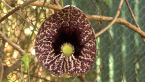 Dutchman's Pipe