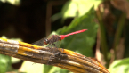 Scarlet Percher