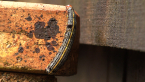 Lily Moth Caterpillar
