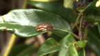 Cascade Treefrog