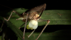 Mating Katydids