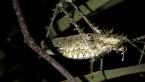 Spiny Rainforest Katydid