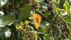 Lemon Migrant Butterfly