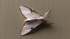 Crambid Moth