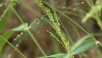 Roadside Grass