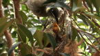 Lewin's Honeyeater Nest