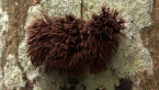 Slime Mould