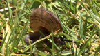 Fraser's Banded Snail