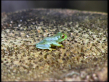 Orange-eyed Treefrog