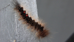 Caterpillar