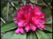 Rhododendron