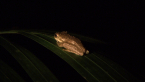 Cascade Tree Frog
