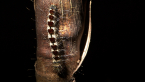 Notodontid Moth
